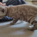 2e chaton (Portée Poppy ❤ Hermès) - Mâle spotted / rosettes mink Mâle Bengal 2e chaton (Portée Poppy ❤ Hermès) - Mâle spotted / rosettes mink Mâle Bengal