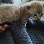 3e chaton (Portée Poppy ❤ Hermès) - Femelle spotted / rosettes mink Femelle Bengal