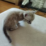 4e chaton (Portée Poppy ❤ Hermès) - Femelle spotted / rosettes mink Femelle Bengal 4e chaton (Portée Poppy ❤ Hermès) - Femelle spotted / rosettes mink Femelle Bengal