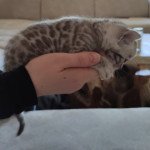 5e chaton (Portée Poppy ❤ Hermès) - Femelle spotted / rosettes sepia Femelle Bengal 5e chaton (Portée Poppy ❤ Hermès) - Femelle spotted / rosettes sepia Femelle Bengal