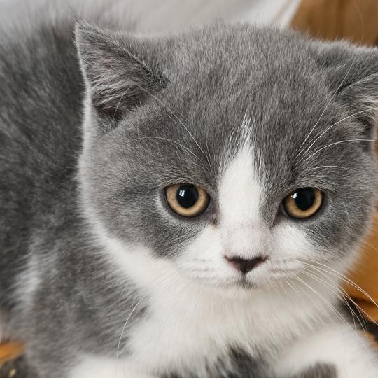 chaton British Shorthair blue bicolor Chatterie So Perfect blue bicolor