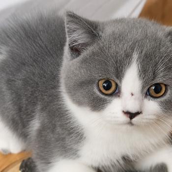 Biscuit Mâle British Shorthair