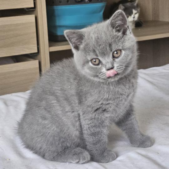 chaton British Shorthair blue Chatterie So Perfect blue 