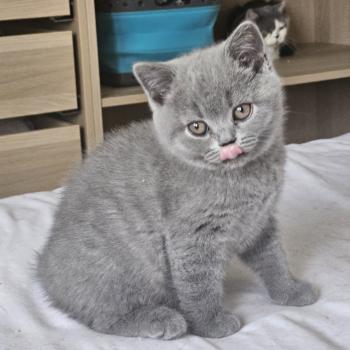 Bretzel Femelle British Shorthair
