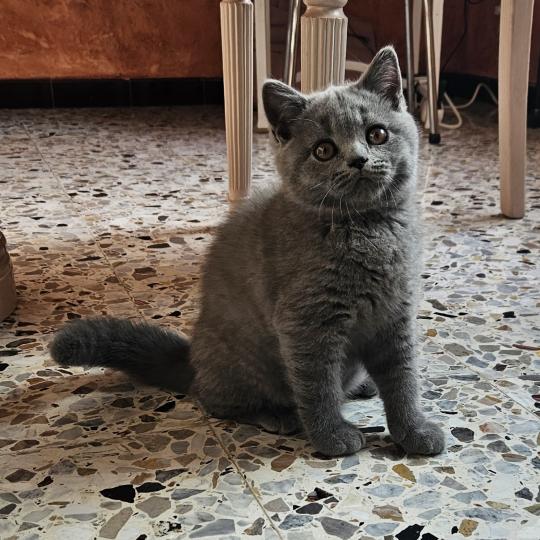 chaton British Shorthair blue Bretzel Chatterie So Perfect blue 