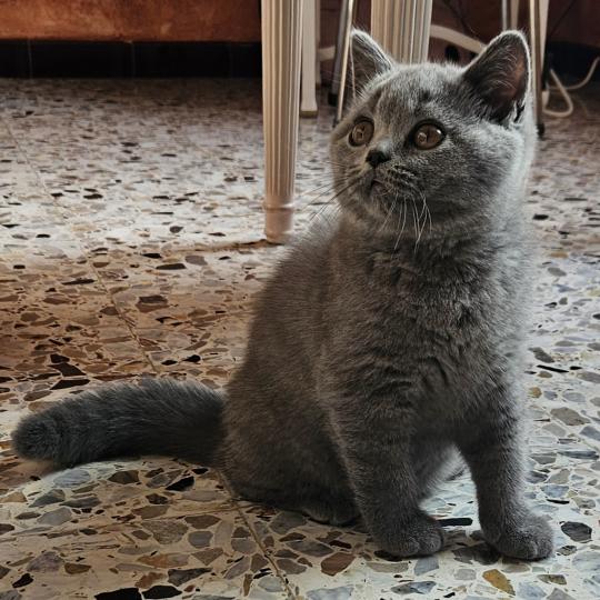 chaton British Shorthair blue Bretzel Chatterie So Perfect blue 