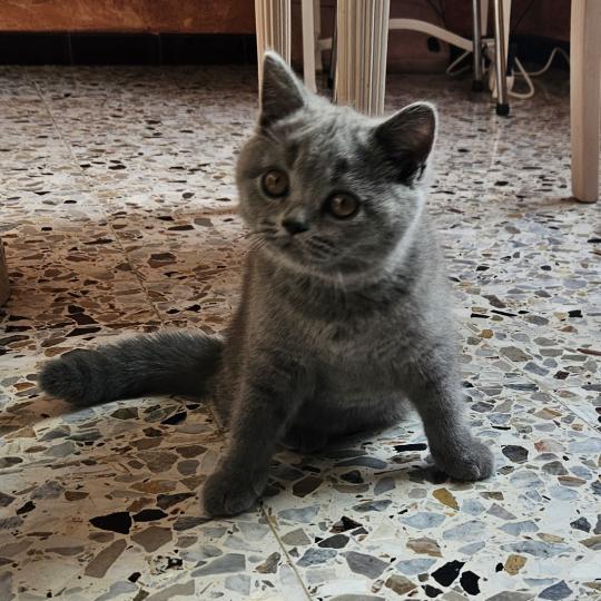 chaton British Shorthair blue Bretzel Chatterie So Perfect blue 