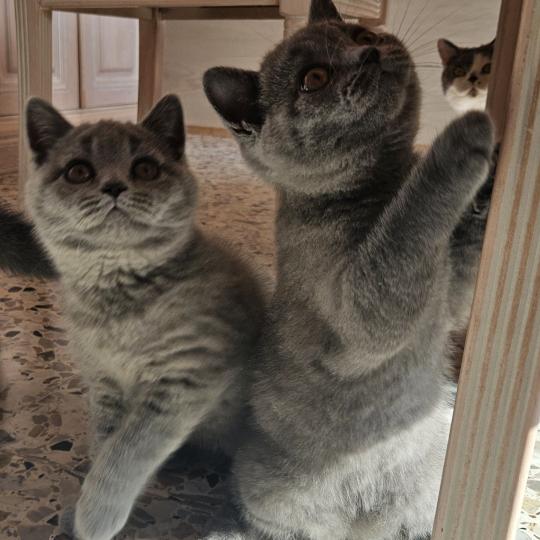 chaton British Shorthair blue Bretzel Chatterie So Perfect blue 