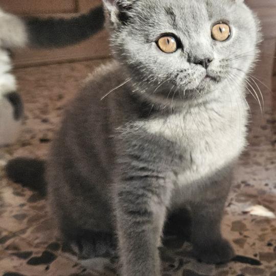 chaton British Shorthair blue Bretzel Chatterie So Perfect blue 