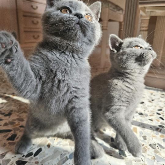chaton British Shorthair blue Bretzel Chatterie So Perfect blue 
