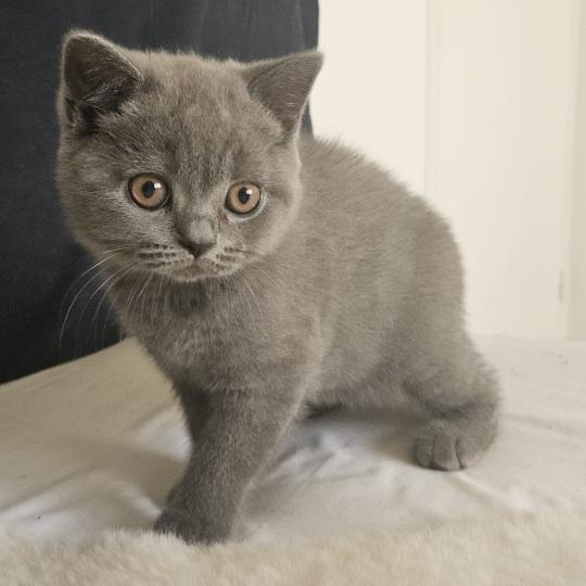 Biscotte Femelle British Shorthair