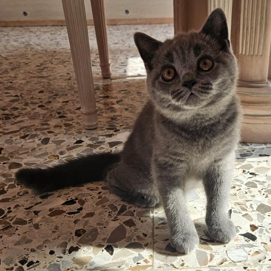 chaton British Shorthair blue Biscotte Chatterie So Perfect blue 