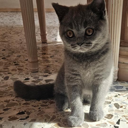 chaton British Shorthair blue Biscotte Chatterie So Perfect blue 