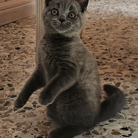 chaton British Shorthair blue Biscotte Chatterie So Perfect blue 