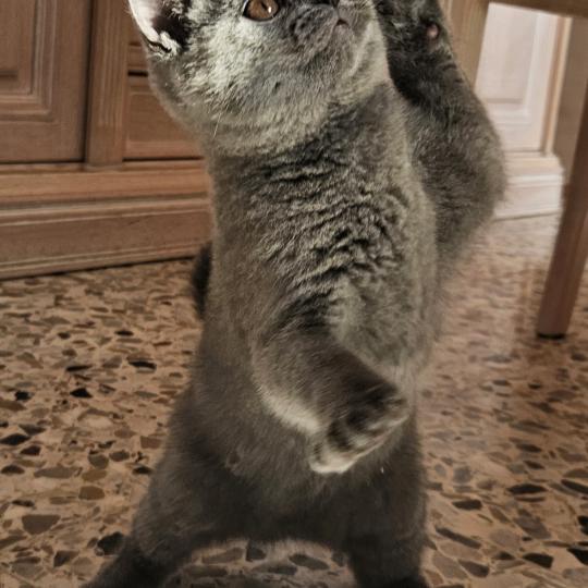 chaton British Shorthair blue Biscotte Chatterie So Perfect blue 