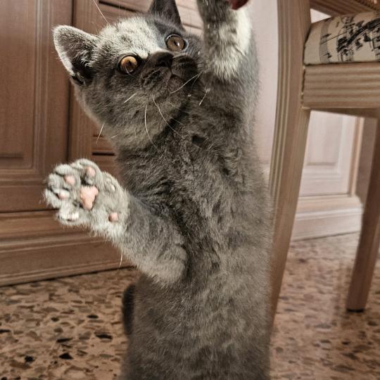 chaton British Shorthair blue Biscotte Chatterie So Perfect blue 