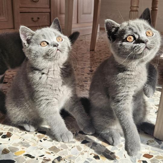 chaton British Shorthair blue Biscotte Chatterie So Perfect blue 