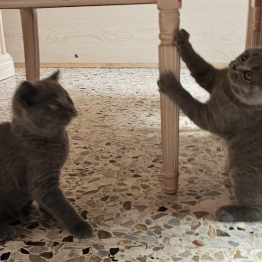 chaton British Shorthair blue Biscotte Chatterie So Perfect blue 
