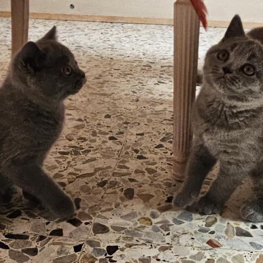 chaton British Shorthair blue Biscotte Chatterie So Perfect blue 