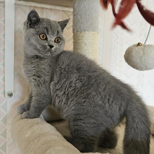 chaton British Shorthair blue Bidule Chatterie So Perfect blue 