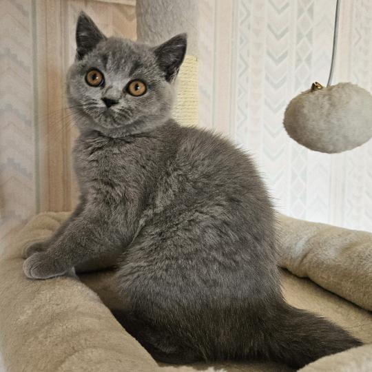 chaton British Shorthair blue Bidule Chatterie So Perfect blue 