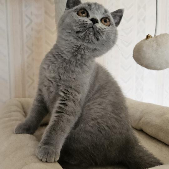 chaton British Shorthair blue Bidule Chatterie So Perfect blue 
