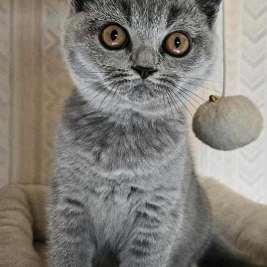 chaton British Shorthair blue Bidule Chatterie So Perfect blue 