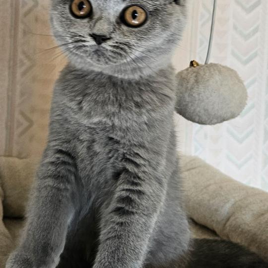 chaton British Shorthair blue Bidule Chatterie So Perfect blue 