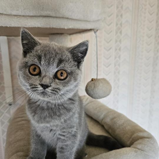 chaton British Shorthair blue Bidule Chatterie So Perfect blue 