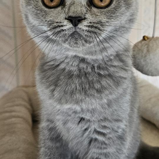 chaton British Shorthair blue Bidule Chatterie So Perfect blue 