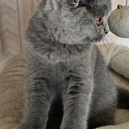 chaton British Shorthair blue Bidule Chatterie So Perfect blue 