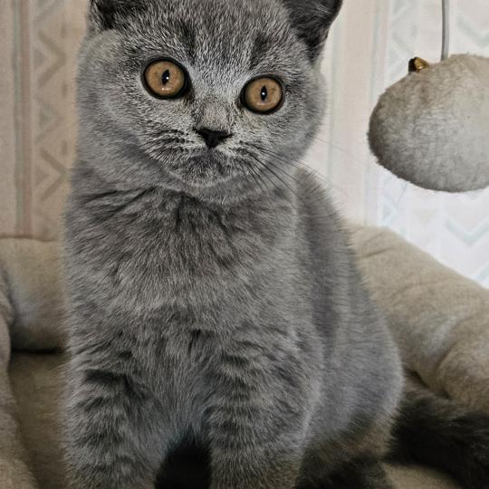 chaton British Shorthair blue Bidule Chatterie So Perfect blue 