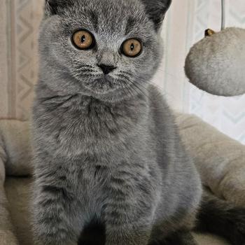 SO PERFECT'S BIDULE Femelle British Shorthair