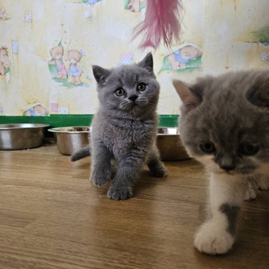 chaton British Shorthair blue So Perfect's Anakin Chatterie So Perfect blue 