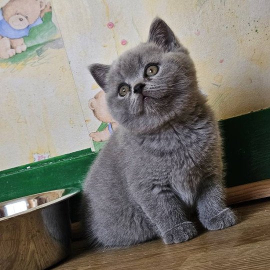 chaton British Shorthair blue So Perfect's Anakin Chatterie So Perfect blue 