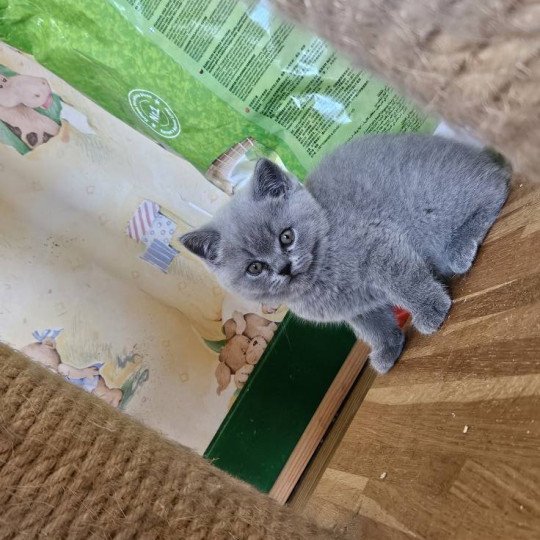 chaton British Shorthair blue So Perfect's Anakin Chatterie So Perfect blue 