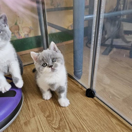 chaton British Shorthair blue bicolor So Perfect's Arobase Chatterie So Perfect blue bicolor