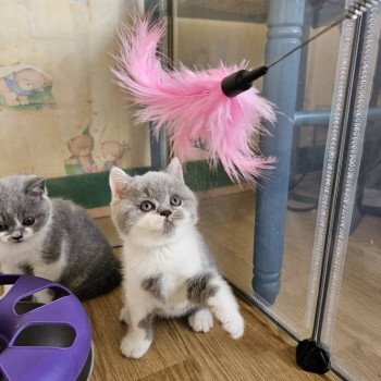 So Perfect's Arobase Mâle British Shorthair