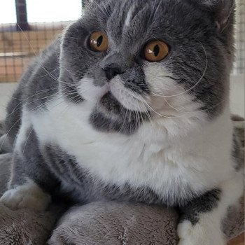 So Perfect's Thor Mâle British Shorthair