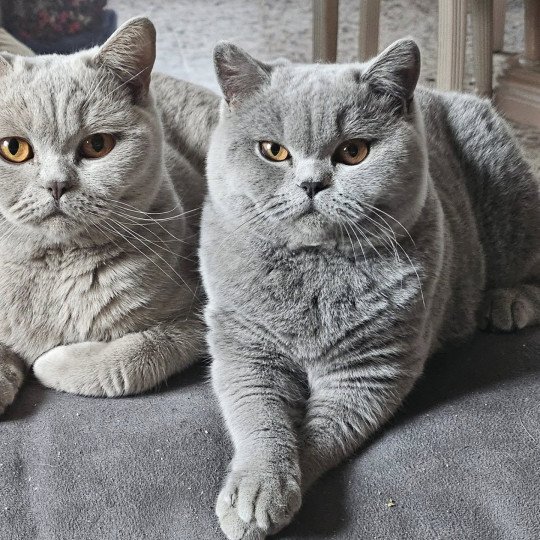 chat British Shorthair So Perfect's Vik Chatterie So Perfect  
