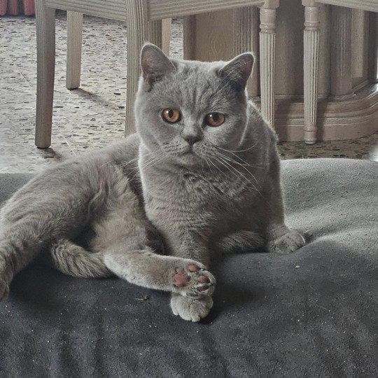 chat British Shorthair So Perfect's Vik Chatterie So Perfect  