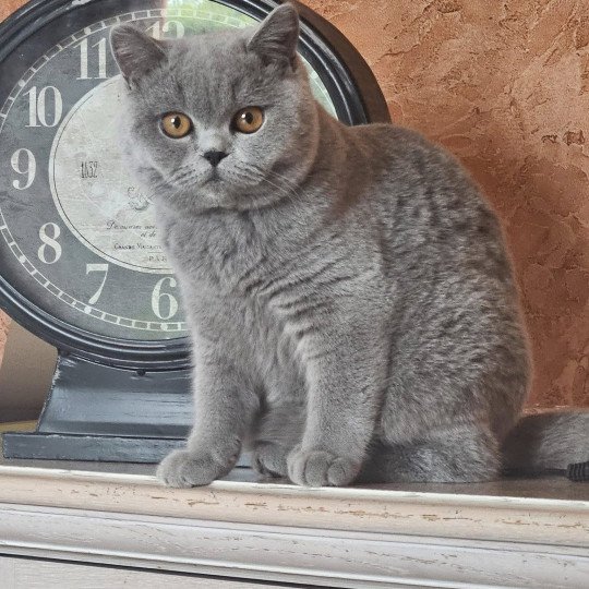 chat British Shorthair So Perfect's Vik Chatterie So Perfect  