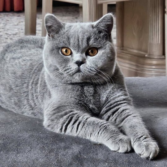 chat British Shorthair So Perfect's Vik Chatterie So Perfect  