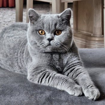 So Perfect's Vik Femelle British Shorthair