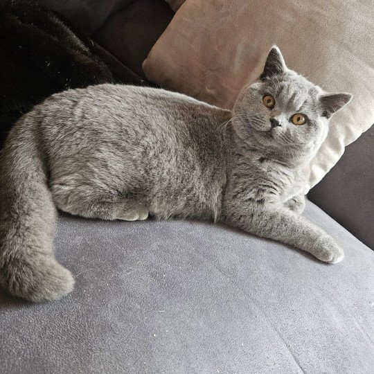 chat British Shorthair blue Vicking Chatterie So Perfect blue 