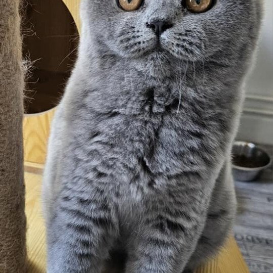 chat British Shorthair blue Vicking Chatterie So Perfect blue 