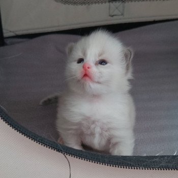 Usky Du paradis d'Éloïse Mâle Ragdoll