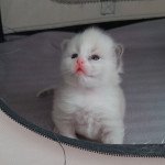 Usky Du paradis d'Éloïse Mâle Ragdoll Usky Du paradis d'Éloïse Mâle Ragdoll