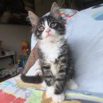 1er chaton (Portée Madonna ❤ Poséidon 2023) - Mâle black silver mackerel tabby Mâle Maine coon 1er chaton (Portée Madonna ❤ Poséidon 2023) - Mâle black silver mackerel tabby Mâle Maine coon
