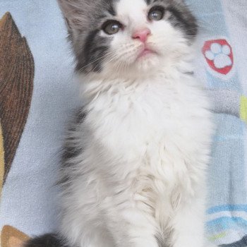 Ulaz Mâle Maine coon